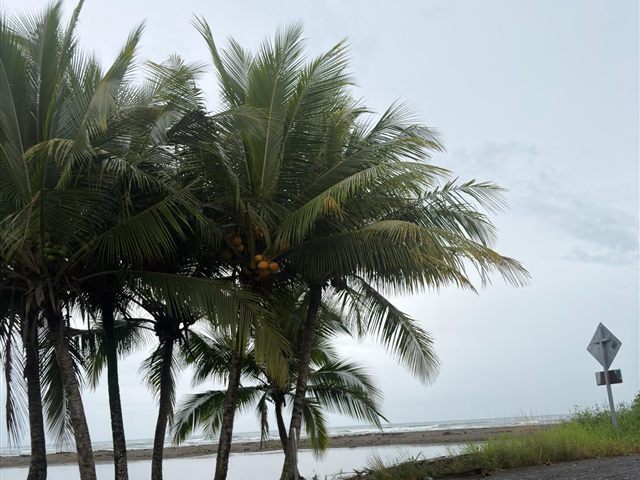 Palms over the road down to the Pacific coast