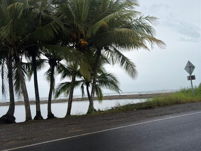 Palms leaning over the road to the beach